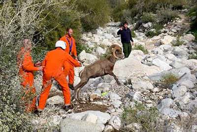 a group of people in orange jumpsuits and a ram on a rocky trail